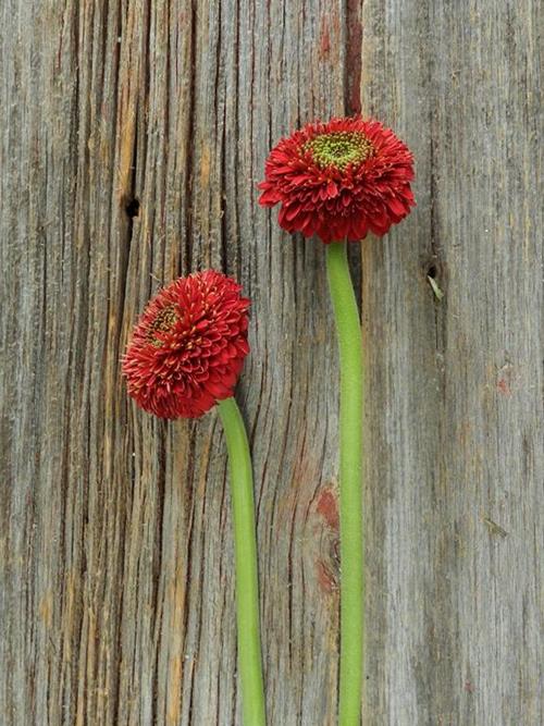 TERRA NARVO RED GERONDO GERBERA DAISY